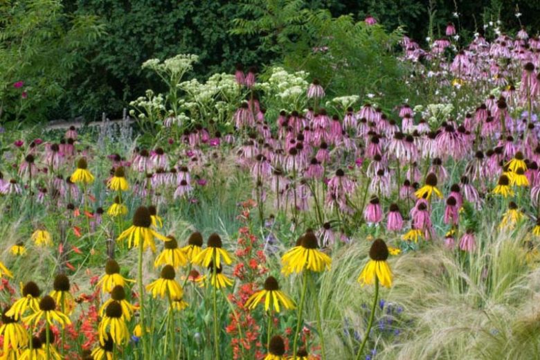 Eryngium Yuccifolium, Rattlesnake Master, Button Snakeroot, Rattlesnake's Master, Button Eryngo, Dry soils plants, Blue flowers, silver perennials