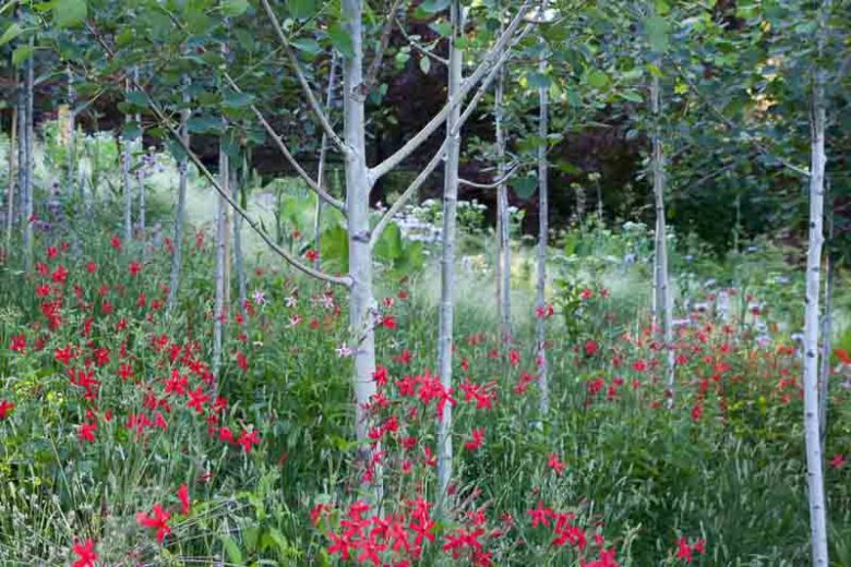 Populus tremuloides, American Aspen, Quaking Aspen, Golden Aspen, Trembling Aspen, Mountain Aspen, Aspen, Trembling Poplar, Alamo Blanco, Deciduous Tree, Fall Color