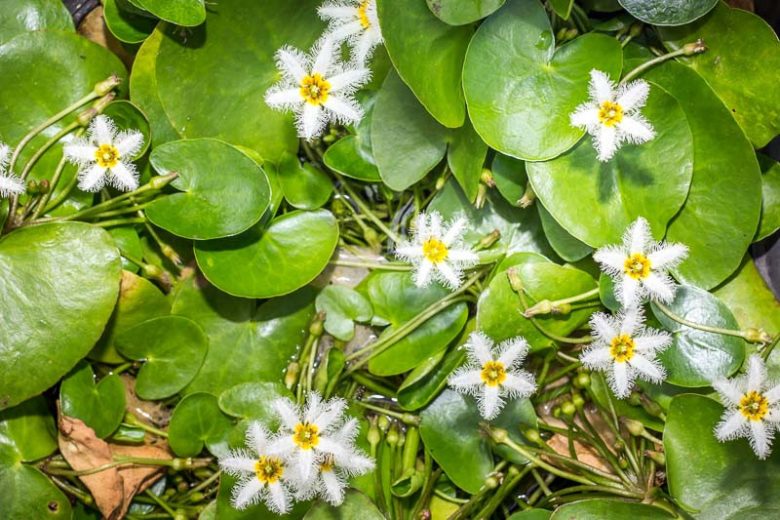 Nymphoides indica, Water Snowflake, White Flowers, Pond Plants, Water Garden Flowers, Aquatic Plants, Aquatic Flowers