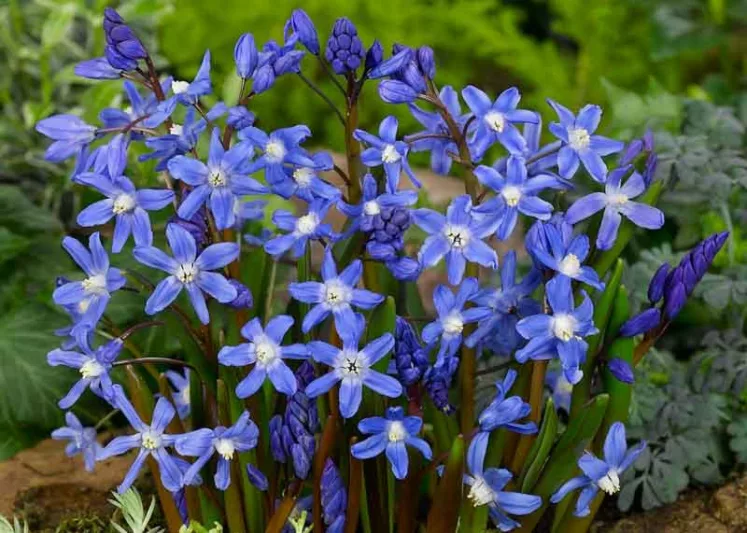 Scilla sardensis, Lesser Glory of the Snow, Chionodoxa sardensis, Spring Bulbs, Spring Flowers, Blue Flowers, Blue Spring Flowers