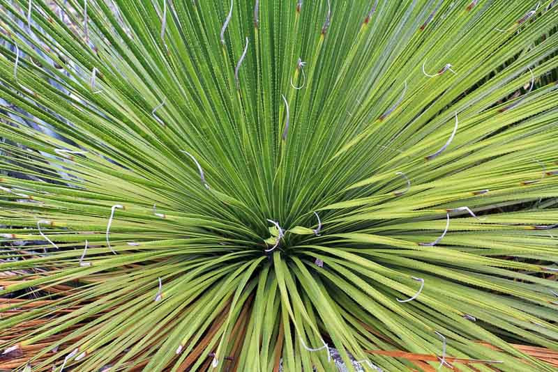Dasylirion, Desert Spoon, Nolina, Beargrass, yuca, sotol, Green Desert Spoon, Green Sotol, Blue Sotol, Sotol Wheeler,  Saw Yucca,  Spoon Flower, Common Sotol