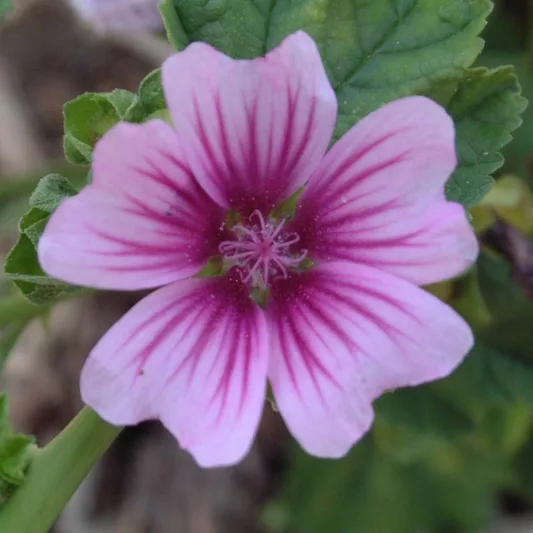 Malva sylvestris var. mauritiana 'Zebrina', Mallow 'Zebrina', French Mallow 'Zebrina', Hollyhock Mallow 'Zebrina', Zebra Mallow, Pink flowers, Purple Flowers,