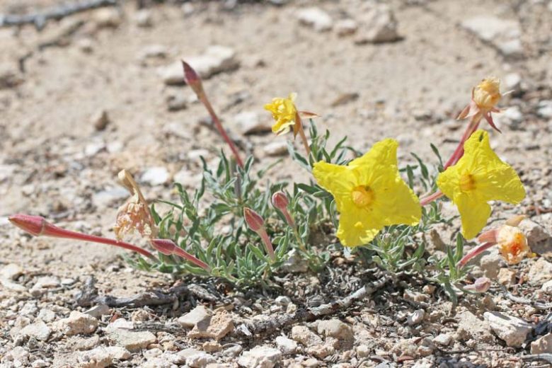 Calylophus lavandulifolius, Lavendar-leaf Sundrops, Lavender-leaf Primrose, Lavenderleaf Sundrops, Oenothera lavandulifolia, Yellow Flowers, Perennial Flowers