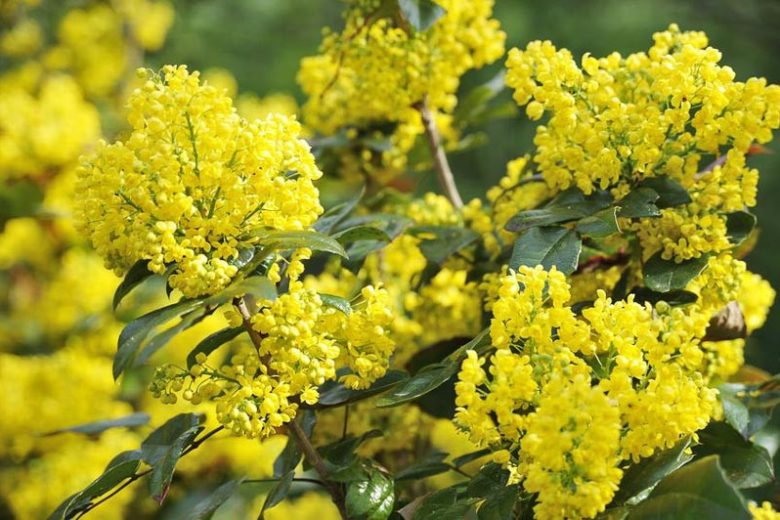 Oregon Grape Holly, Oregon Grape, Hollyleaved Barberry, Tall Oregon Grape, Hollyleaf Barberry