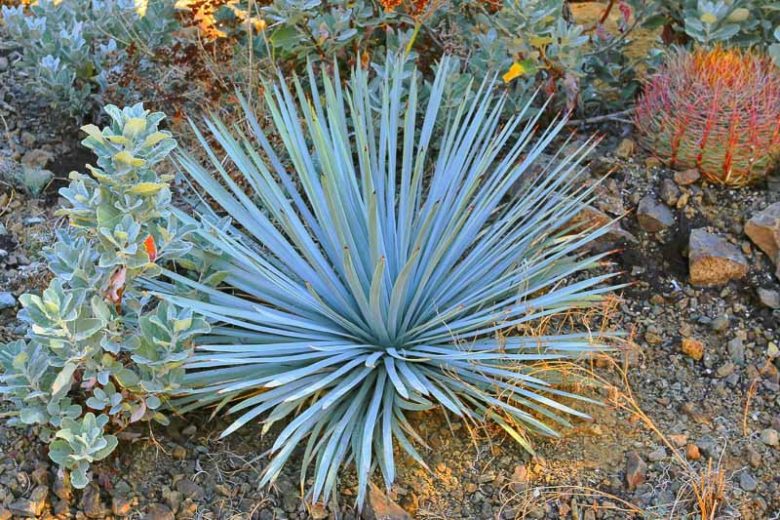 Yucca whipplei, Our Lord's Candle, Spanish Bayonet, Chaparral Yucca, Hesperoyucca whipplei, Yucca peninsularis, Drought tolerant Evergreen, Hardy succulent