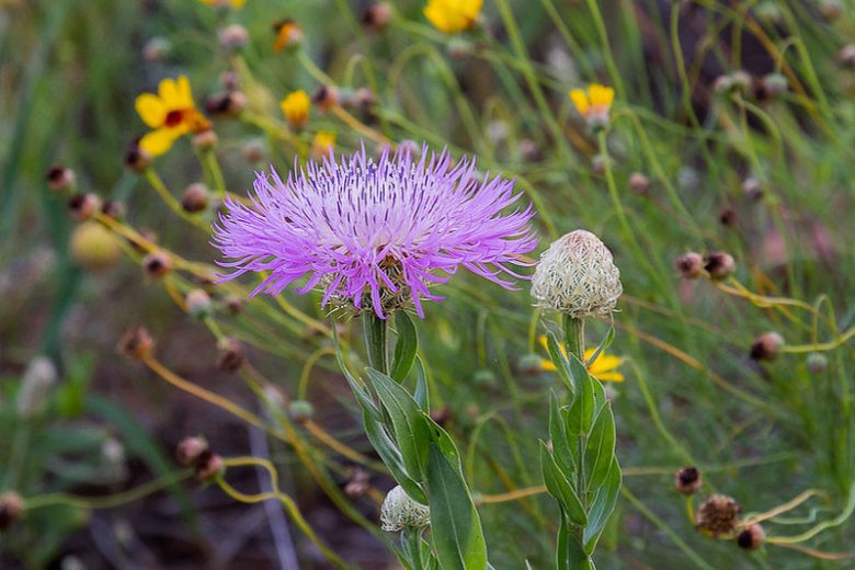 Centaurea americana, American Basket-flower, American Star-thistle, Basket-flower, Star Thistle, Shaving Brush, Basket Flower