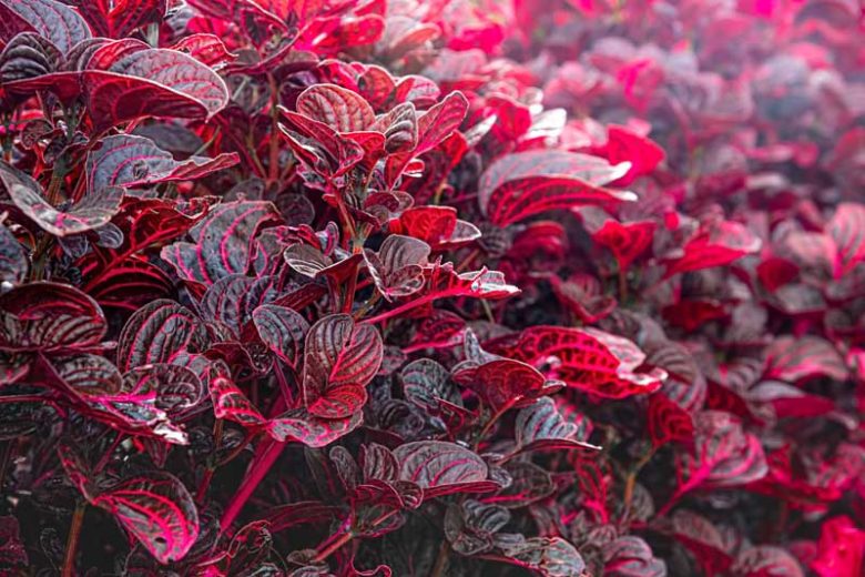 Iresine herbstii, Beef Plant, Beefsteak Plant, Bloodleaf, Chicken Gizzard, Red leaves, Red Perennial