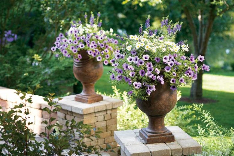 Marguerite Vanilla Butterfly®, Paris Daisy Vanilla Butterfly®, Cobbitty Daisy Vanilla Butterfly®, Argyranthemum frutescens 'G15104', Yellow Flowers