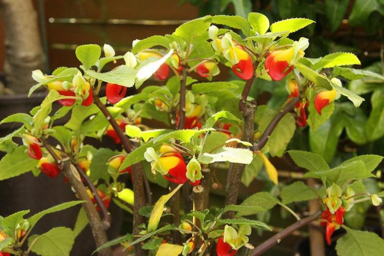 Impatiens niamniamensis, Parrot Plant, Shade Flowers, Bicolor Impatiens