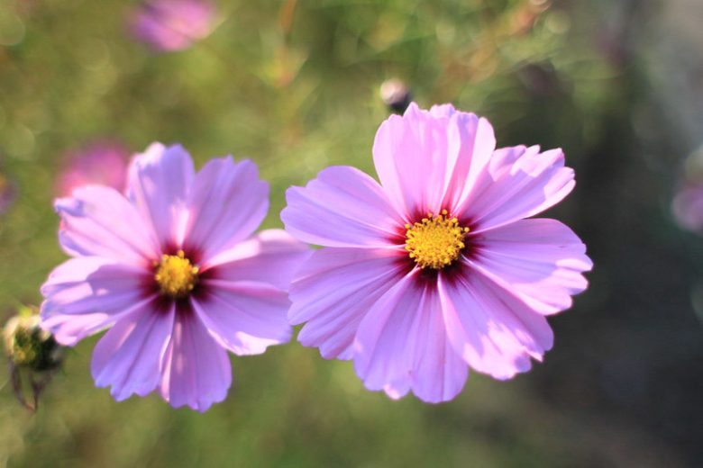 Cosmos Bipinnatus 'Daydream', Mexican Aster Daydream, White Cosmos, Purple Cosmos, Bicolor Cosmos