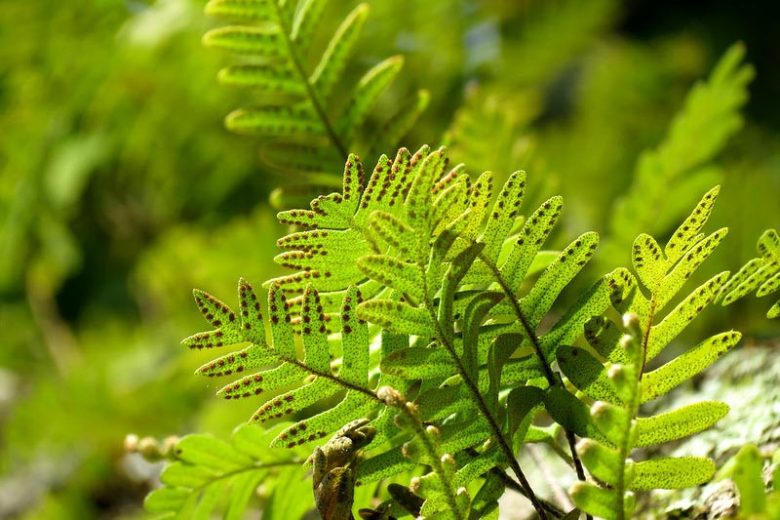 Pleopeltis polypodioides, Resurrection Fern, Pleopeltis michauxiana, Polypodium polypodioides, Evergreen Fern, Shade Evergreens, Shade Plants, Shade Perennials
