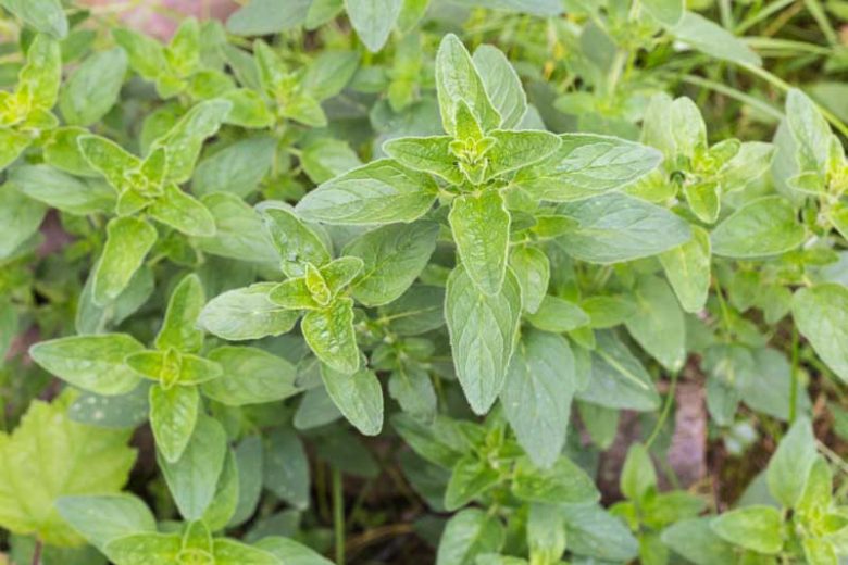 Origanum vulgare, Oregano, Wild Marjoram, English Marjoram, Grove Marjoram , Pot Marjoram, Wintersweet