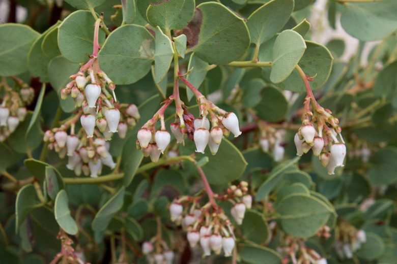 Arctostaphylos glauca, Big Berry Manzanita, Bigberry Manzanita, Blue Manzanita, Evergreen Shrub, Hardy Shrub, Shrub with berries