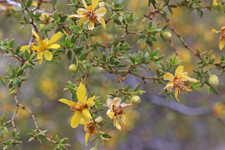 Larrea tridentata,  Creosote Bush, Greasewood, Hediondilla, Governadora, Guamis, Yellow Flowers, Evergreen Shrubs