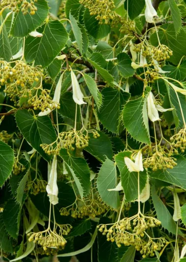 Tilia henryana, Henry's Lime, Deciduous Tree, Fall Color