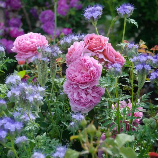 Phacelia Tanacetifolia, Fiddleneck, Scorpion Weed, Purple Tansy, Lacy Phacelia, Fernleaf Fiddleneck, Purple Flowers, Purple annual