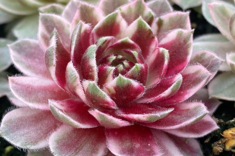 Sempervivum Lotus Blossom, Hens and Chicks Lotus Blossom, Houseleek Lotus Blossom, Chick Charms Series, succulent, evergreen succulent, Red Succulent, drought tolerant perennial, drought tolerant plant