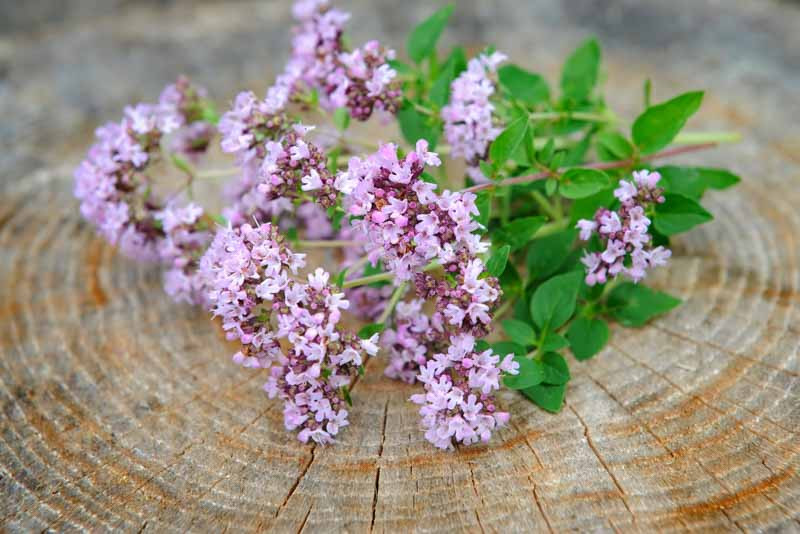 Origanum, Oregano, Marjoram, Origanum vulgare, Origanum laevigatum, Origanum rotundifolium,