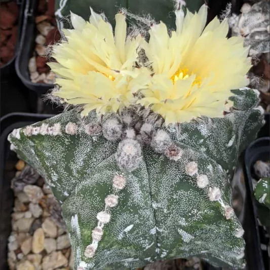 Astrophytum myriostigma, RBishop's Cap, Bishop's Miter, Bishop's Hat, Monk's Hood, Deacons Hat, Bishop's Hood, Miter Cactus, Astrophytum prismaticum, Cereus callicoche, Echinocactus myriostigma, Drought Tolerant Plants,