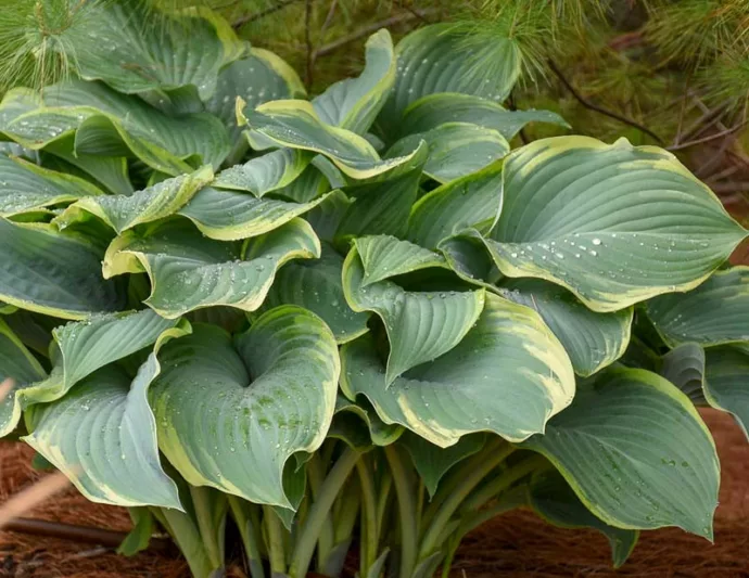 Hosta Regal Splendor, Plantain Lily Regal Splendor, Regal Splendor Hosta, Variegated Hosta, Shade perennials, Plants for shade