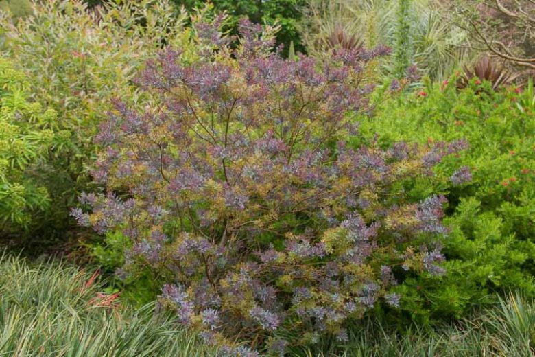 Acacia baileyana 'Purpurea', Cootamundra Wattle 'Purpurea', Bailey Acacia 'Purpurea', Golden Mimosa 'Purpurea', Evergreen Tree, Evergreen Shrub, Yellow Flowers, Fragrant Shrub, Fragrant Tree