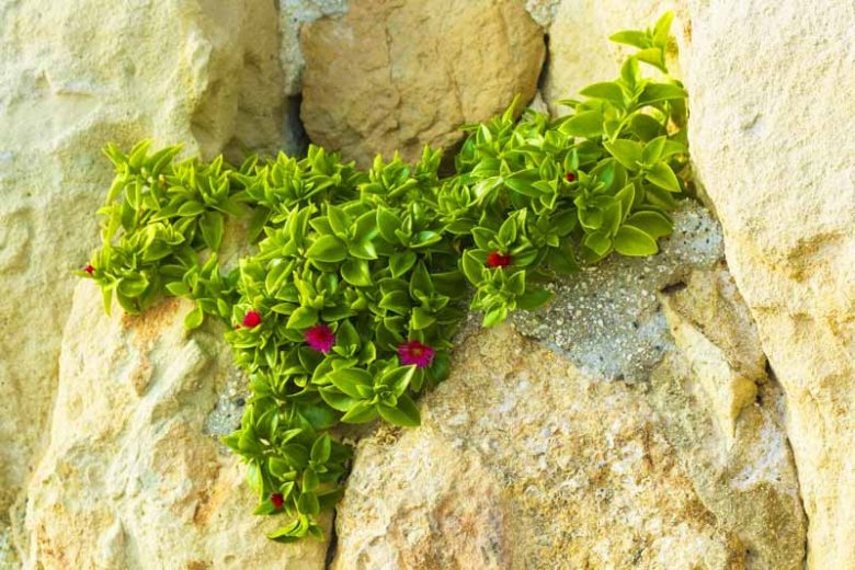 Baby Sun Rose, Dew Plant, Heart-Leaf Ice Plant, Rock Rose, Noon Flower, Red Apple, Ice Plant, Mesembryanthemum cordifolium, Litocarpus cordifolius