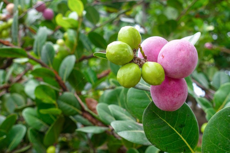 Chrysobalanus icaco, Icaco Coco Plum, Icaco Coco-plum, Florida Native Shrub, Evergreen Shrub,