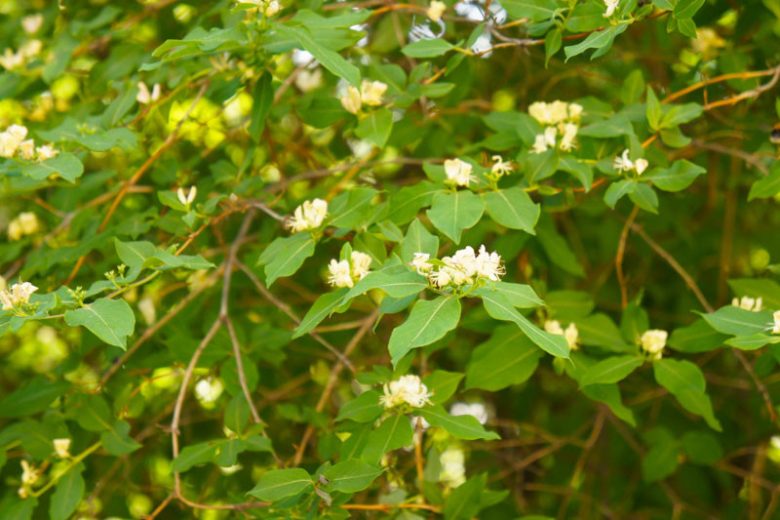 Lonicera albiflora, Western White Honeysuckle, White Shrub Honeysuckle, White Bush Honeysuckle, White Limestone Honeysuckle, Texas Honeysuckle, White Honeysuckle, White flowers