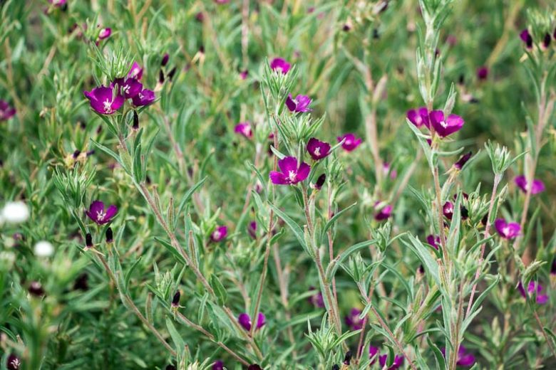 Clarkia purpurea, Winecup Clarkia, Winecup Fairyfan, Purple Clarkia, Purple Flowers, Pink Flowers, California Native Wildflowers, California Native plants