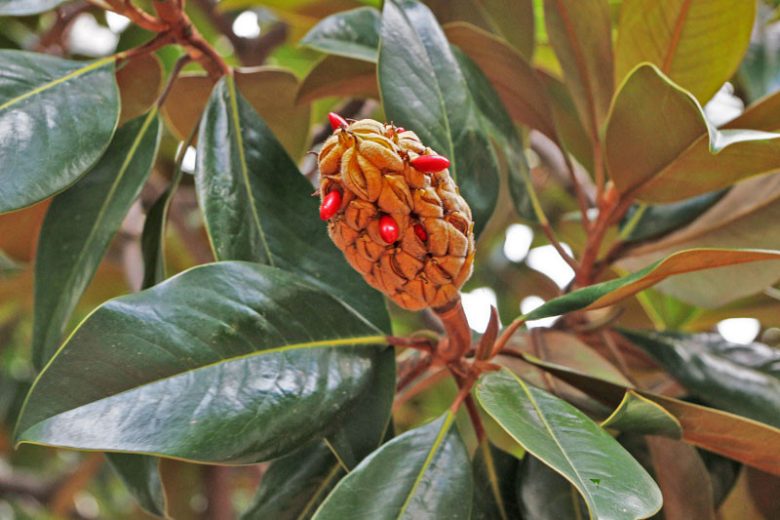 Magnolia grandiflora, Southern Magnolia, Evergreen Magnolia, Loblolly Magnolia, Great Laurel Magnolia, Big Laurel, Bull Bay
