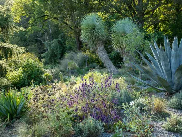 Eryngium leavenworthii, Leavenworth's Eryngo, Eryngo, False Purple Thistle, Purple flowers, Purple perennials