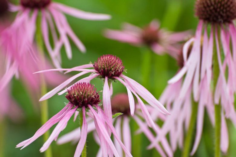 Echinacea Pallida, Pale Purple Coneflower, Rudbeckia Pallida, Brouneria Pallida, Purple Coneflower, Purple Echinacea, Coneflower, Cone flowers, Coneflowers