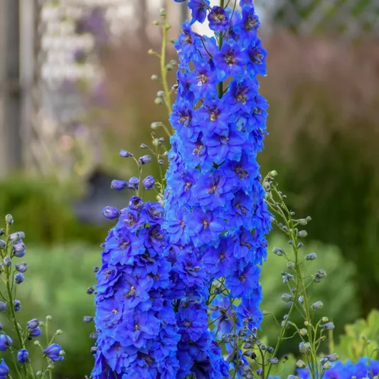 Delphinium elatum 'Million Dollar Blue' (Candle Larkspur), Candle Larkspur 'Million Dollar Blue', Candle Delphinium 'Million Dollar Blue', Million Dollar Series, Blue Delphinium, Blue flowers
