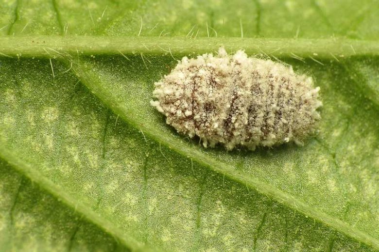 mealybug, mealybugs