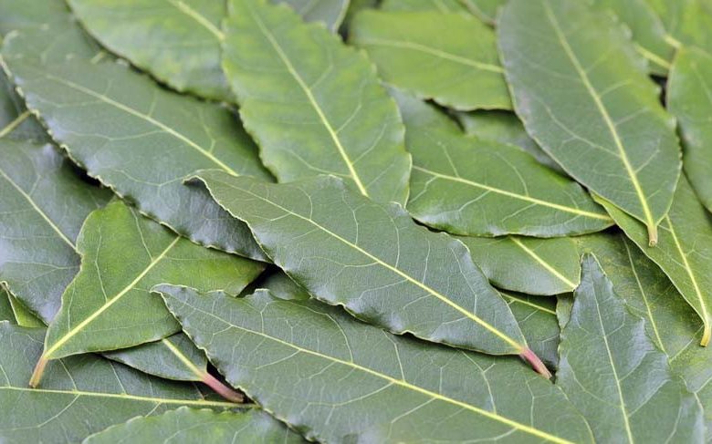 Laurus nobilis, Bay Tree, Bay Laurel, Bay, Poet's Laurel, Roman Laurel, Royal Bay, Sweet Bay, True Laurel, Victor's Laurel, Evergreen Tree