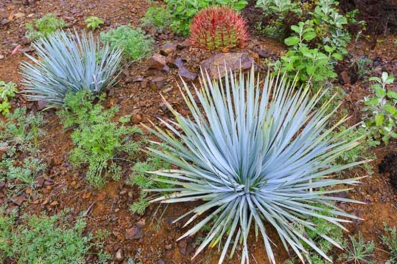 Yucca whipplei, Our Lord's Candle, Spanish Bayonet, Chaparral Yucca, Hesperoyucca whipplei, Yucca peninsularis, Drought tolerant Evergreen, Hardy succulent