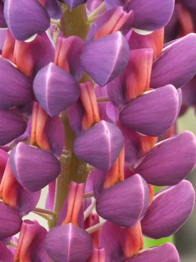 Lupinus 'Masterpiece', Lupine 'Masterpiece', Lupin 'Masterpiece', Band of Noble Series, Russel Hybrids, Bicolor flowers, Purple Flowers, Mauve Flowers