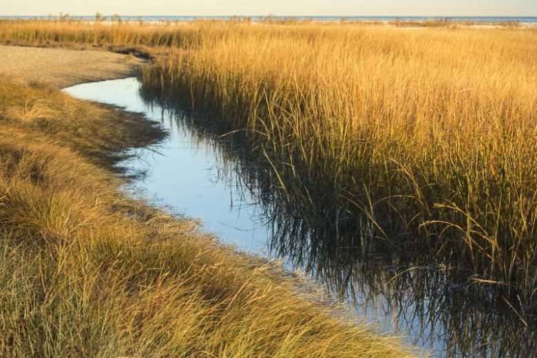 Spartina alterniflora, Saltmarsh Cordgrass, Saltwater Cordgrass, Salt Cordgrass, Smooth Cordgrass,