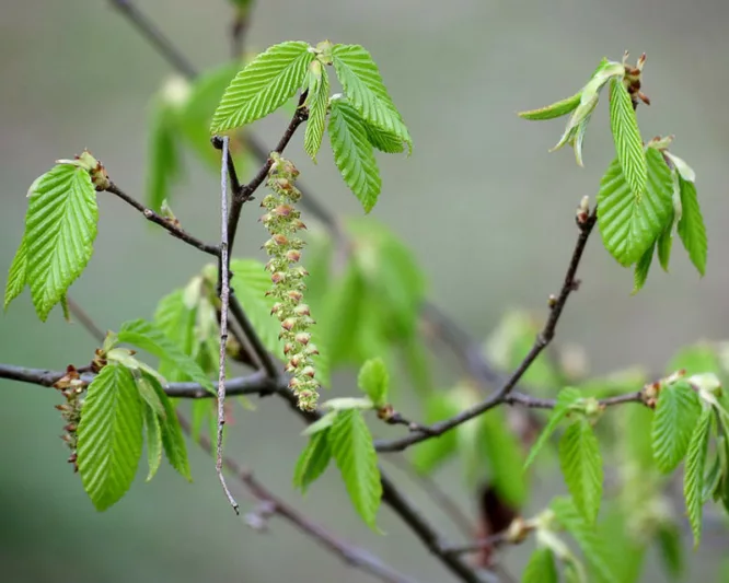 Carpinus caroliniana, American Hornbeam, Blue Beech, Water Beech, Musclewood, Ironwood, Tree with fall color, Fall color, Attractive bark Tree
