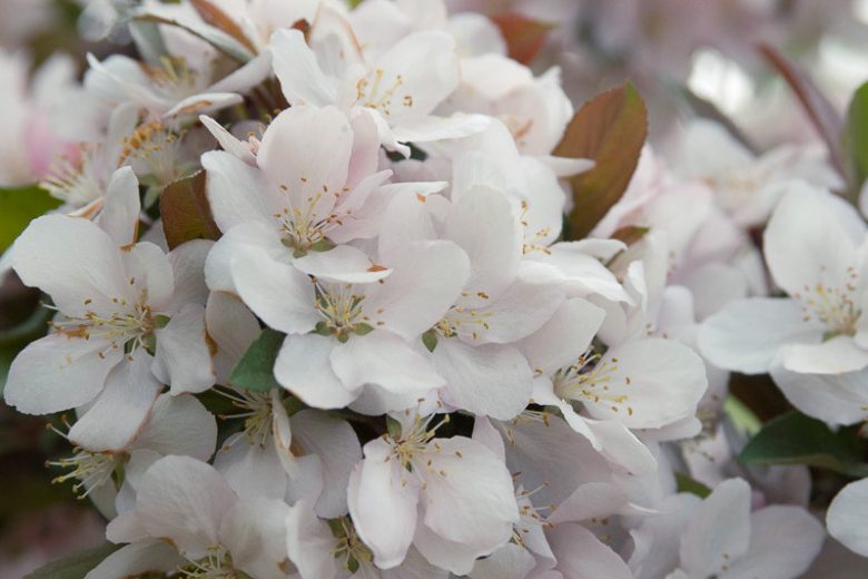 Malus 'Camelot', Crabapple 'Camelot', Crab Apple 'Camelot', Fragrant Tree, Red fruit, red berries, Winter fruits, Pink flowers, White flowers, Malus 'Camzam'