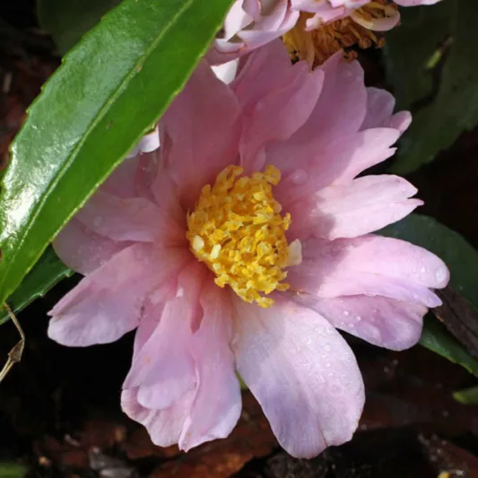 Camellia 'Winter's Rose','Winter's Rose' Camellia, Cold Hardy Camellias, Camellia Hybrids, Winter Series Camellias, Pink flowers, Fall Camellias, Fall Blooming Camellias
