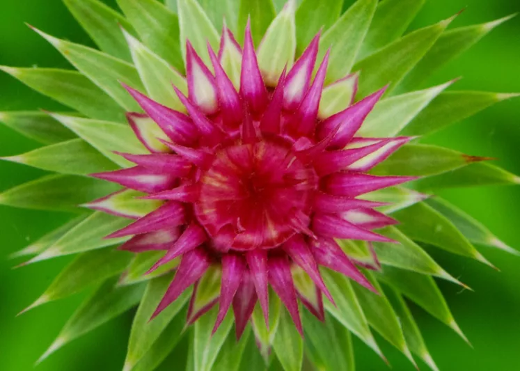 Cirsium discolor, Field Thistle, Pasture Thistle, Carduus discolor, perennial plant, perennial plants, Purple flowers, Pink flowers