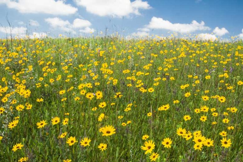 Helianthus pauciflorus, Stiff Sunflower, Prairie Sunflower, Perennial Sunflower, Perennial Helianthus, Yellow Flowers, Yellow Perennials