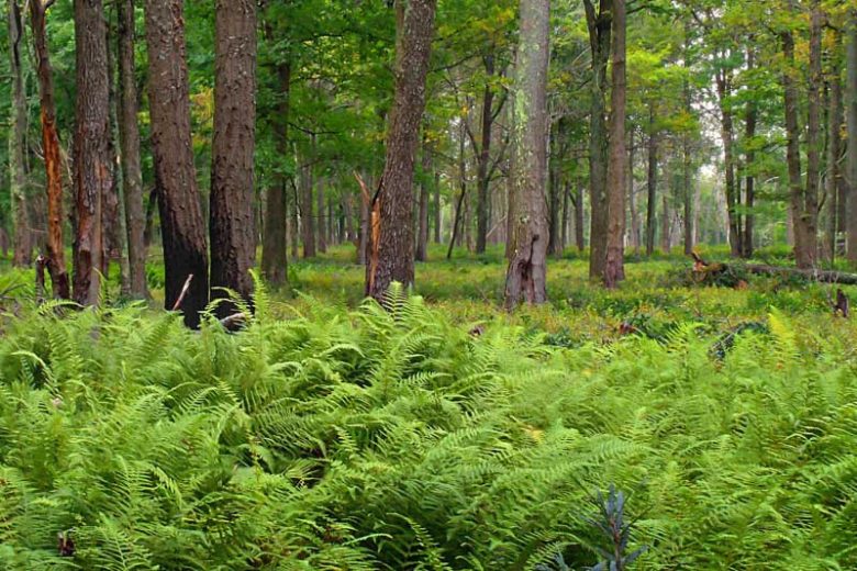 Dennstaedtia punctilobula, Eastern Hay-Scented Fern, Shade plants, shade perennial, plants for shade, plants for wet soil