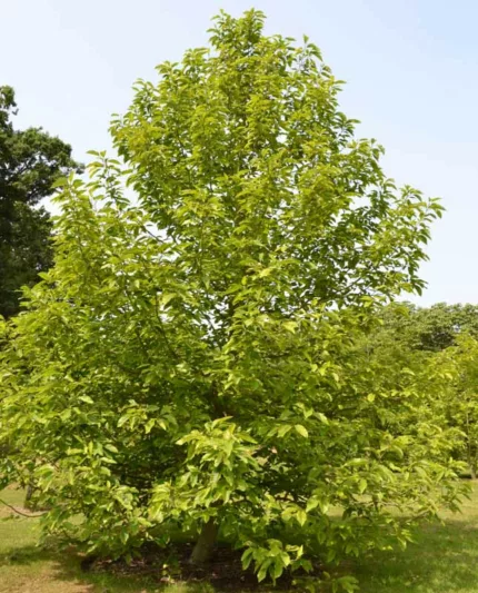 Magnolia acuminata, Cucumbertree, Cucumber Tree, Mountain Magnolia, Magnolia acuminata var. cordata, Magnolia acuminata var. subcordata