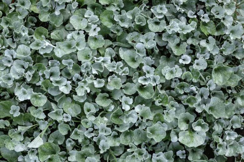 Dichondra argentea 'Silver Falls',  Silver Nickel Vine, Kidney Weed 'Silver Falls', Dichondra 'Silver Falls'