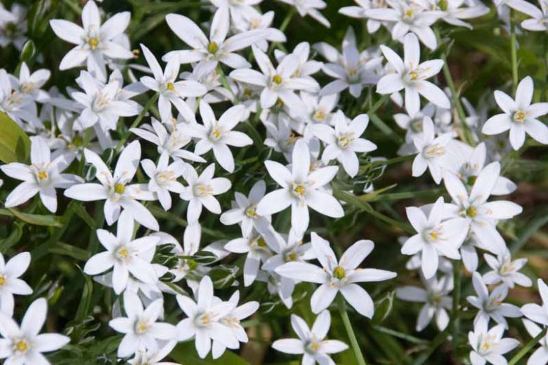 Chionodoxa Alba, Glory of the Snow Alba, Chionodoxa forbesii, Chionodoxa Luciliae, Chionodoxa Gigantea, Spring bulbs, Early Spring bloom, Late winter bloom