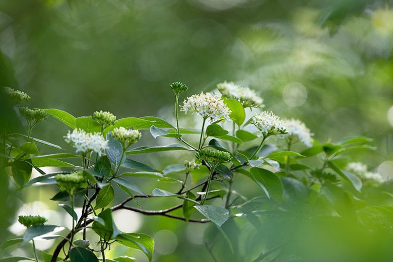 Cornus amomum, Silky Dogwood, Red Willow, Silky Cornel, Swida amomum, Deciduous Shrubs, Foliage, Fall color, winter stems, Berries