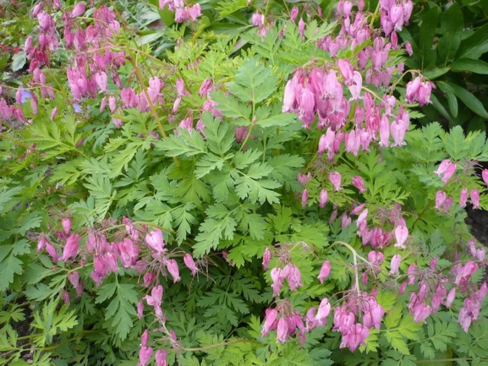 Dicentra eximia, Turkey Corn, Fringed Bleeding Heart, Fringed Bleeding Hearts, Wild Bleeding Heart, Bicuculla eximia, Pink Flowers, Shade Perennial