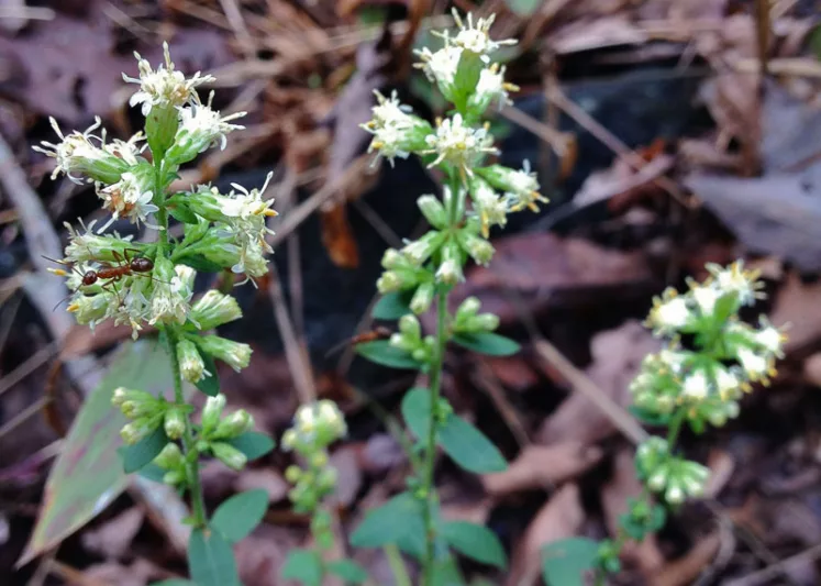 Solidago bicolor, White Goldenrod, Silverrod, Silver-Rod, Fall perennials, Fall Flowers, White flowers